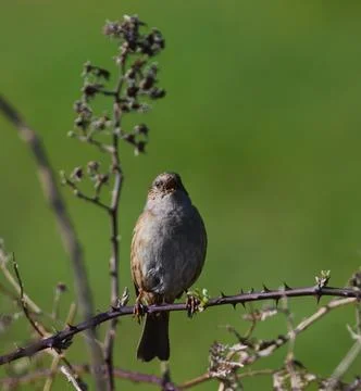 Dunnock looking at the camera Stock Photos