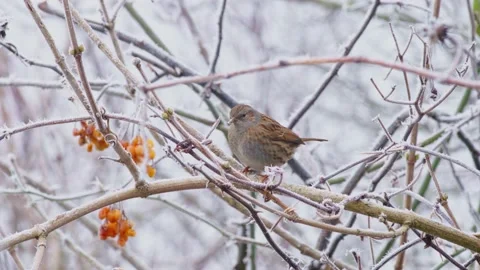 A Dunnock or Hedge Sparrow - Prunella modularis in a frosted bush. Stock Footage 168130000
