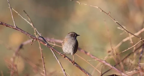 The dunnock, out in the spring Stock Footage 304286392