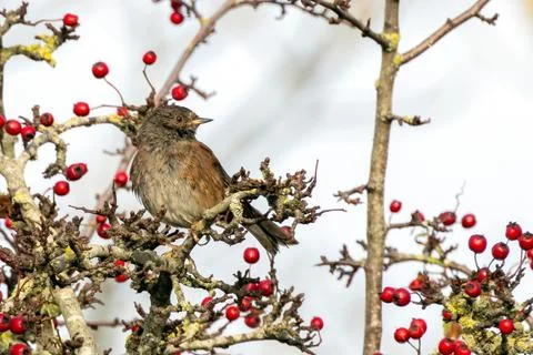 Dunnock perched among bright red hawthorn berries Stock Photos