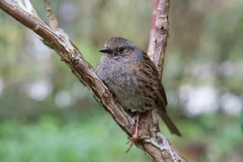 Dunnock perched on a branch Stock Photos