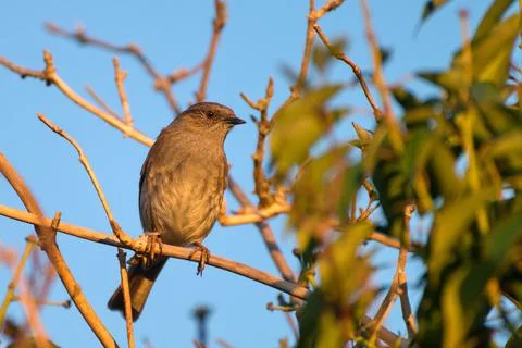Dunnock perched on a branch Stock Photos