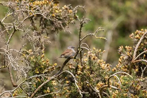 Dunnock perched on a gorse bush in Phoenix Park, Dublin Stock Photos