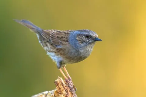 Dunnock perched on log looking at camera Stock Photos