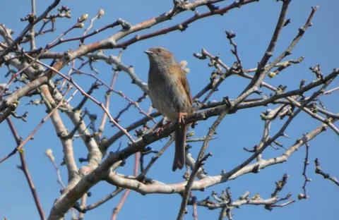 Dunnock Perched On Tree Branch Stock Photos