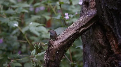 Dunnock perching on a bush Stock Photos