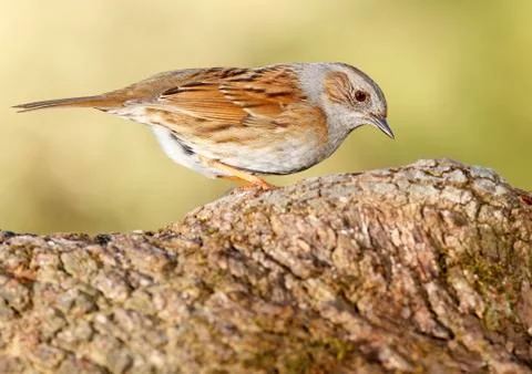 Dunnock Stock Photos