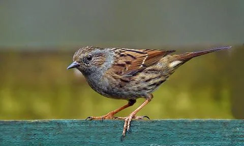 Dunnock Stock Photos