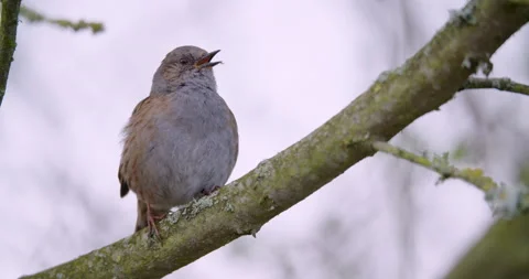 Dunnock Prunella modularis bird calling on a spring morning 스톡 동영상 169665422