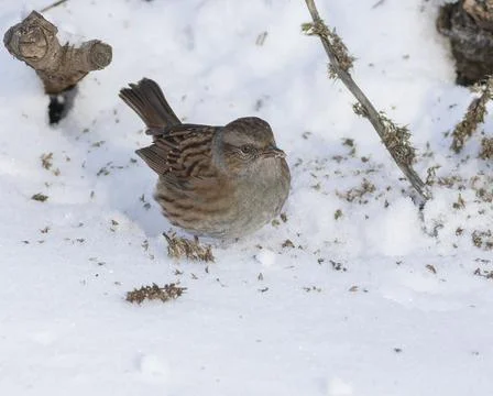 Dunnock, Prunella modularis. A bird eats seeds from a plant while standing .. Foto stock