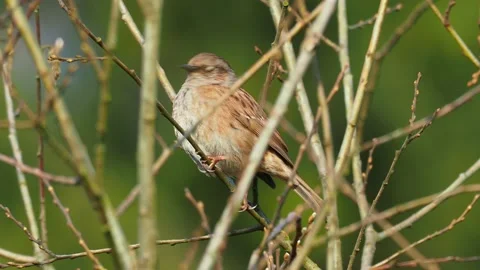 Dunnock - Prunella modularis bird singing on the tree in the forest, small passe Stock Footage 144095043