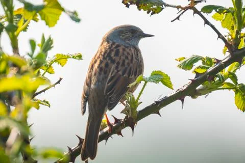 Dunnock Prunella modularis bird singing Springtime Stock Photos