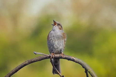 Dunnock Prunella modularis bird singing during Springtime Stock Photos