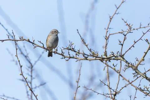 Dunnock Prunella modularis bird singing during Springtime Stock Photos