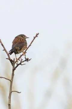 Dunnock (Prunella modularis) common in European gardens and hedgerows Stock Photos