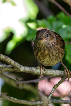 Dunnock (Prunella modularis) - Commonly found in hedgerows and gardens Stock Photos