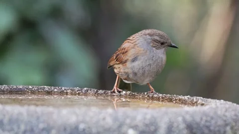 Dunnock (Prunella modularis) drinking from a bird bath, Britain, UK Video stock 333255632