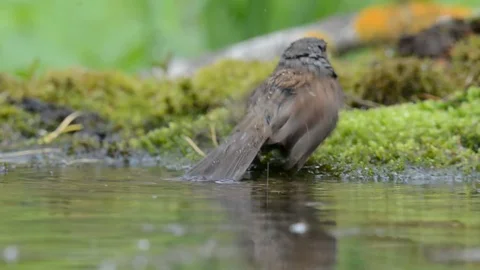 Dunnock (Prunella modularis) Stock Footage 76356541