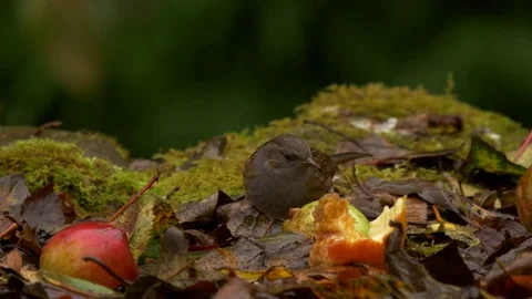 Dunnock Prunella modularis foraging amongst fallen apples for insects Stock Footage 82661567