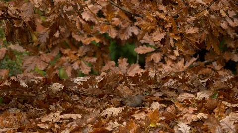 Dunnock Prunella modularis foraging amongst fallen oak leaves Stock Footage 82661581
