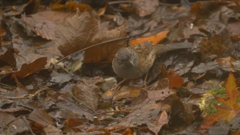 Dunnock Prunella modularis foraging amongst leaf litter Video stock 87047470