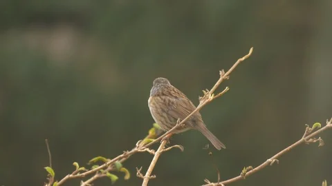 Dunnock Prunella modularis perching in bush Stock-Footage 87092486