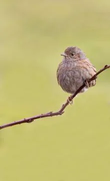 Dunnock  (Prunella modularis) Stock Photos