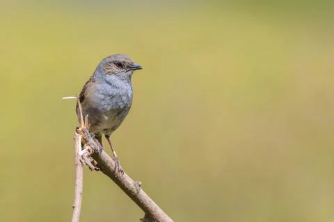 Dunnock (Prunella modularis) Stock Photos