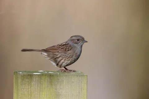 Dunnock, Prunella modularis Stock Photos