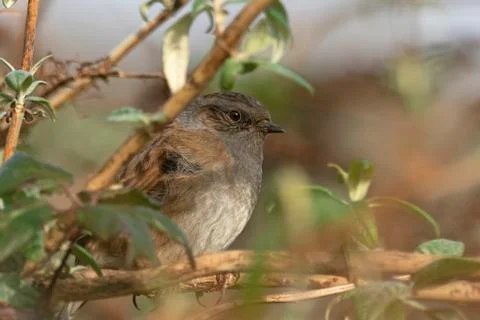 Dunnock, Prunella modularis. Stock Photos