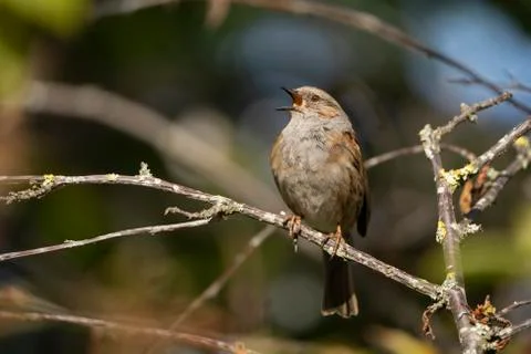 Dunnock, Prunella modularis. Stock Photos