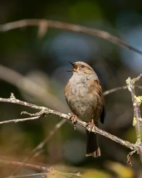 Dunnock, Prunella modularis. Stock Photos