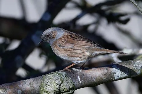 Dunnock (Prunella modularis) Stock Photos