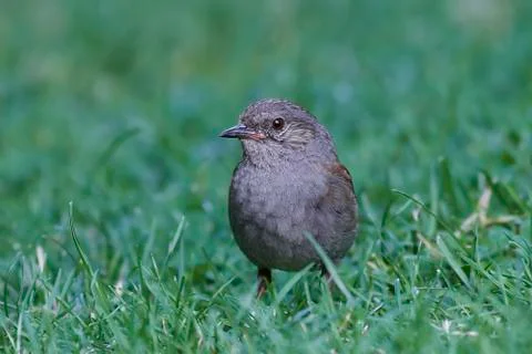 Dunnock (Prunella modularis) Stock Photos