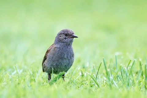 Dunnock (Prunella modularis) Stock Photos