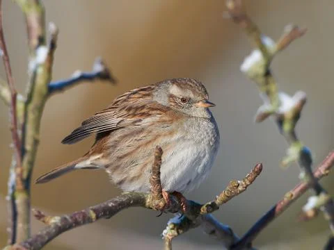 Dunnock (Prunella modularis) Stock Photos