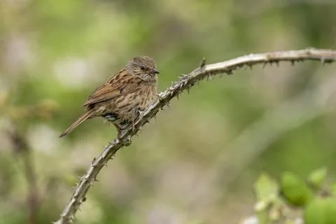 Dunnock-Prunella modularis. Stock Photos