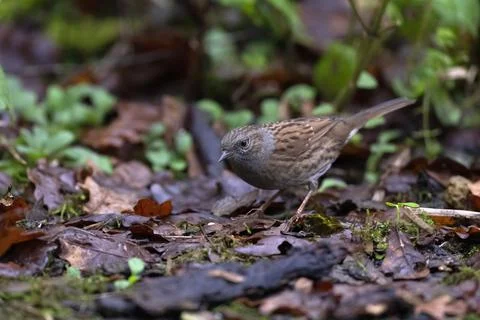Dunnock-Prunella modularis. Stock Photos