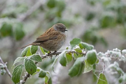Dunnock-Prunella modularis. Stock Photos