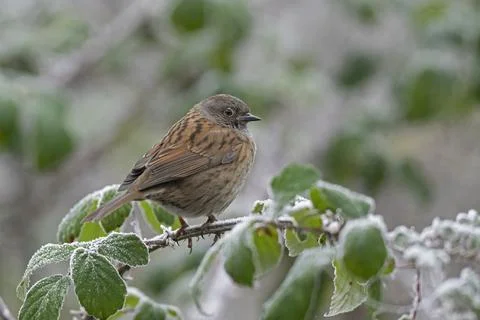 Dunnock-Prunella modularis. Stock Photos