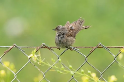 Dunnock-Prunella modularis. Stock Photos