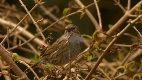 Dunnock Prunella modularis singing and wing flapping to establish territory Stock Footage 87092562