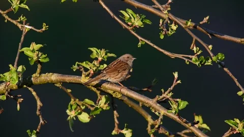 Dunnock search feed on the apple tree, spring Stock Footage 86678828