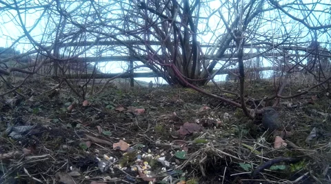 Dunnock in shrubbery 02 Video stock 47208444