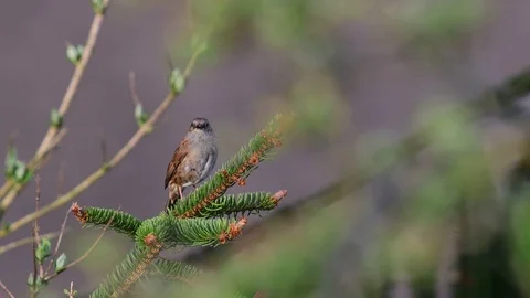 Dunnock sing from a tree, spring Video stock 93298580