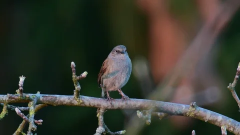 Dunnock singing on the apple tree, spring Video stock 116106440