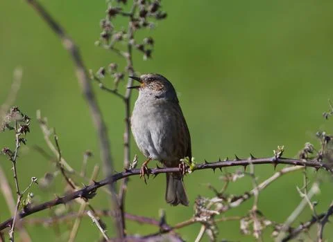 Dunnock singing Stock Photos