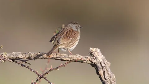 The dunnock, sings in spring Stock Footage 304286389