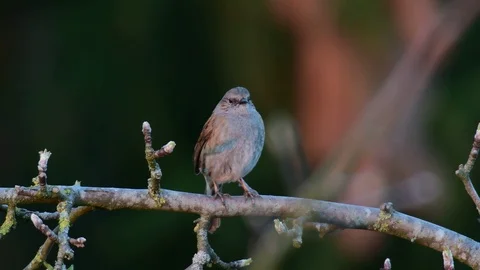 Dunnock sitting on the apple tree, spring Stock Footage 116161065