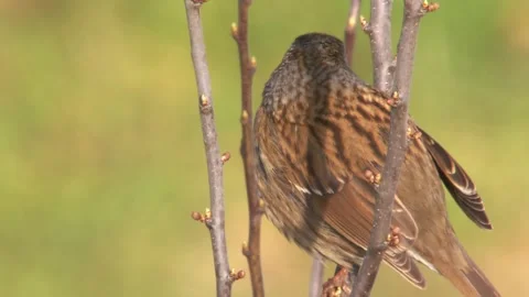 Dunnock sitting on a branch in springtime Stock Footage 267708143